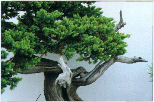 图解 爬地柏盆景《龙飞凤舞》的3个制作过程