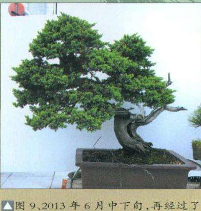 图解 爬地柏盆景《龙飞凤舞》的3个制作过程