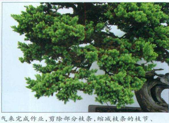 图解 爬地柏盆景《龙飞凤舞》的3个制作过程