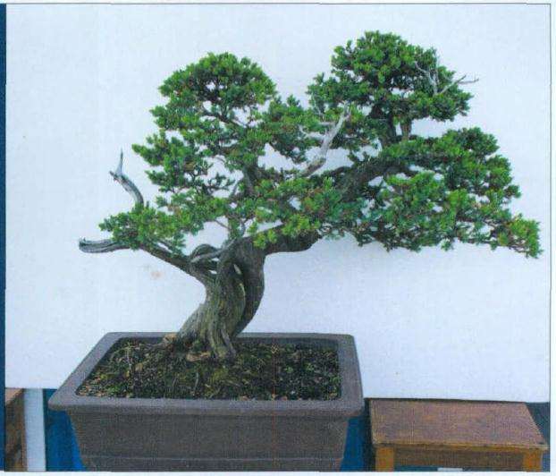 图解 爬地柏盆景《龙飞凤舞》的3个制作过程