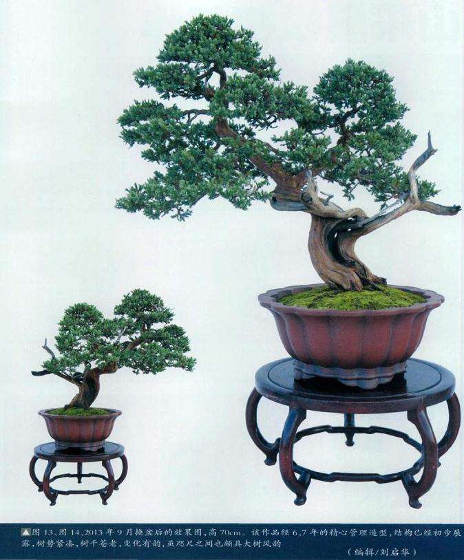 图解 爬地柏盆景《龙飞凤舞》的3个制作过程