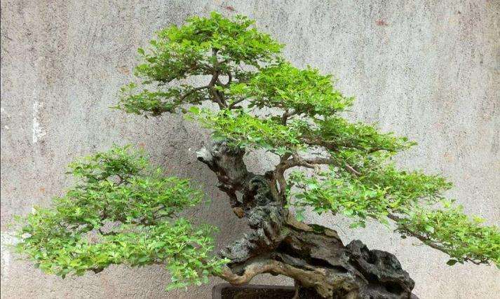 如何让黄荆老桩盆景安全度过夏天