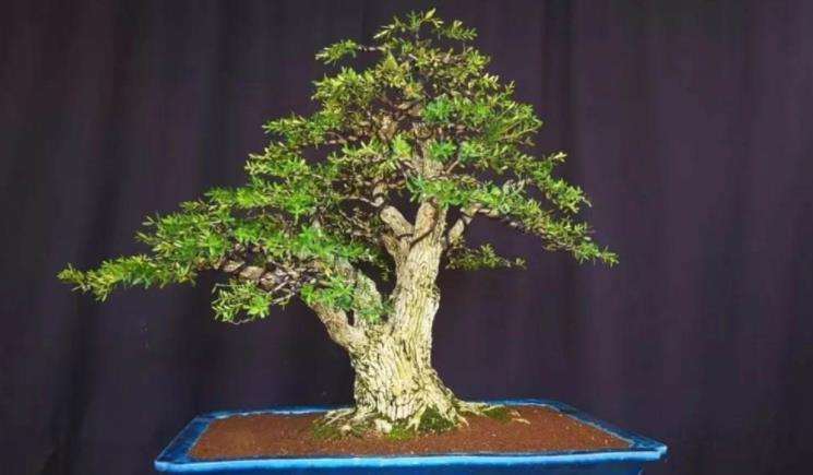 雀舌黄杨盆景怎么浇水的3个步骤