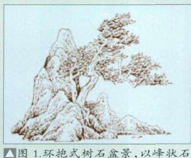 图解 环抱式树石盆景怎么制作的7个过程
