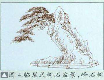 图解 环抱式树石盆景怎么制作的7个过程