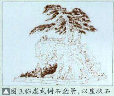 图解 环抱式树石盆景怎么制作的7个过程
