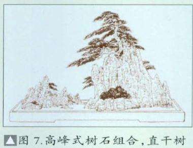 图解 环抱式树石盆景怎么制作的7个过程