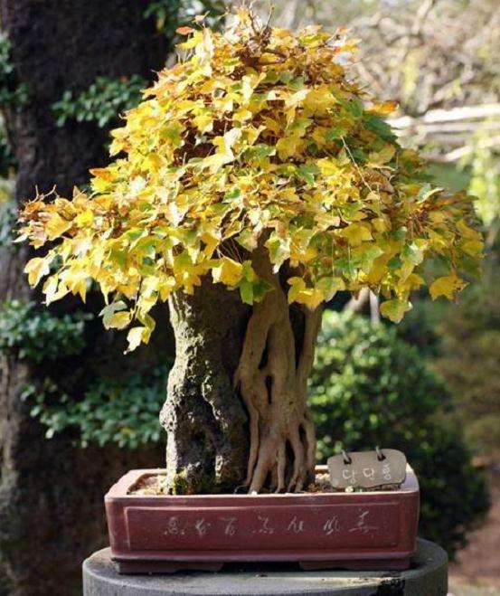 桂花盆景修剪不当的3个原因