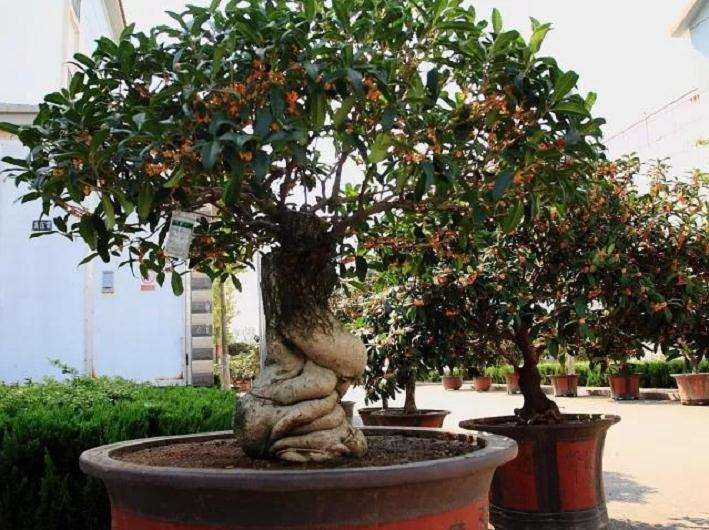 桂花盆景病虫害怎么防治的3个方法