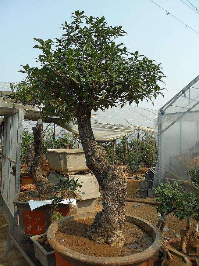 春季桂花盆景出室过早的3个方法