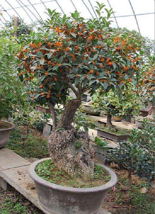 春季桂花盆景出室过早的3个方法