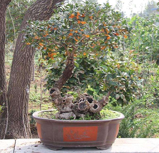 春季桂花盆景怎么浇水的4个步骤