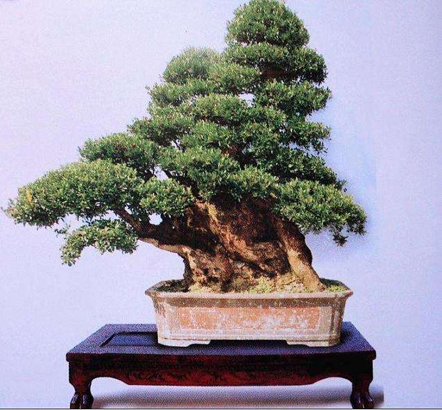 赤楠盆景怎么施肥修剪的方法