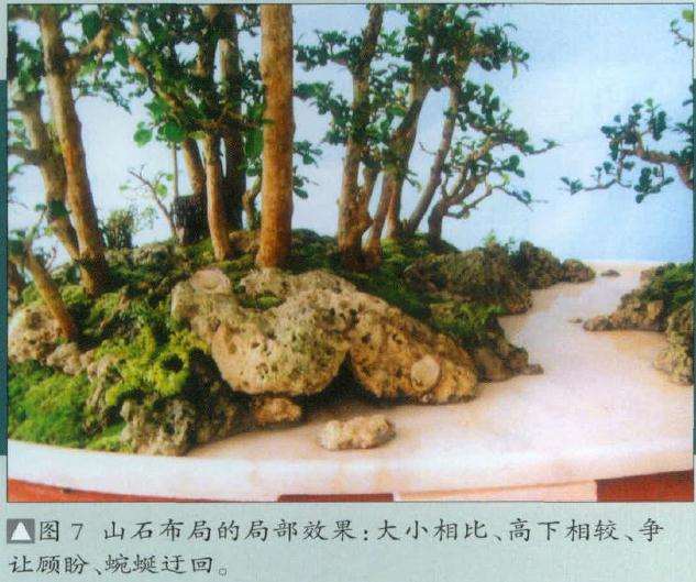 图解 树石盆景怎么制作的8个步骤