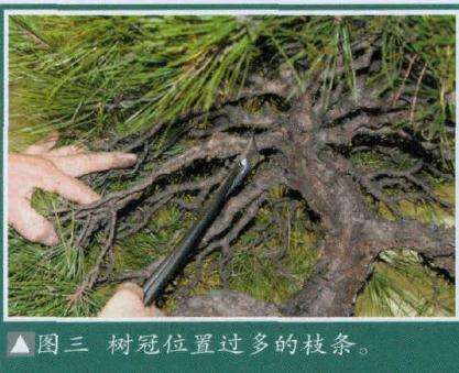 图解 大师怎么制作赤松盆景的13个方法