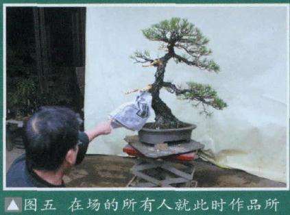 图解 大师怎么制作赤松盆景的13个方法