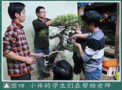 图解 大师怎么制作赤松盆景的13个方法