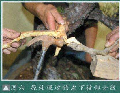 图解 大师怎么制作赤松盆景的13个方法