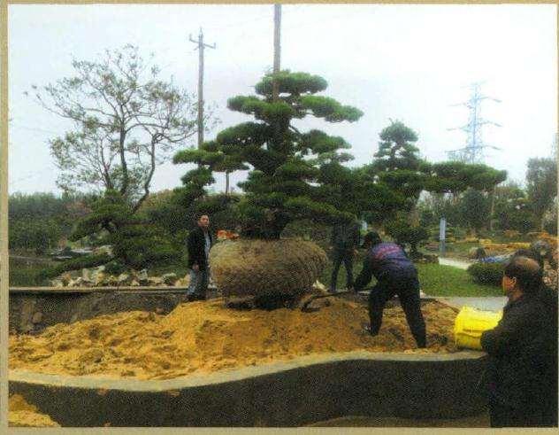 图解 超大型盆景的8个制作步骤