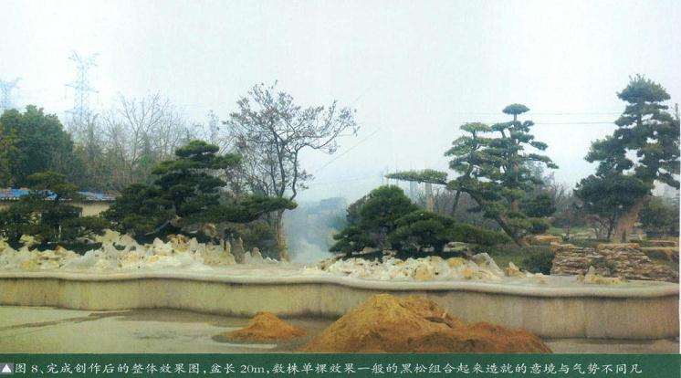 图解 超大型盆景的8个制作步骤