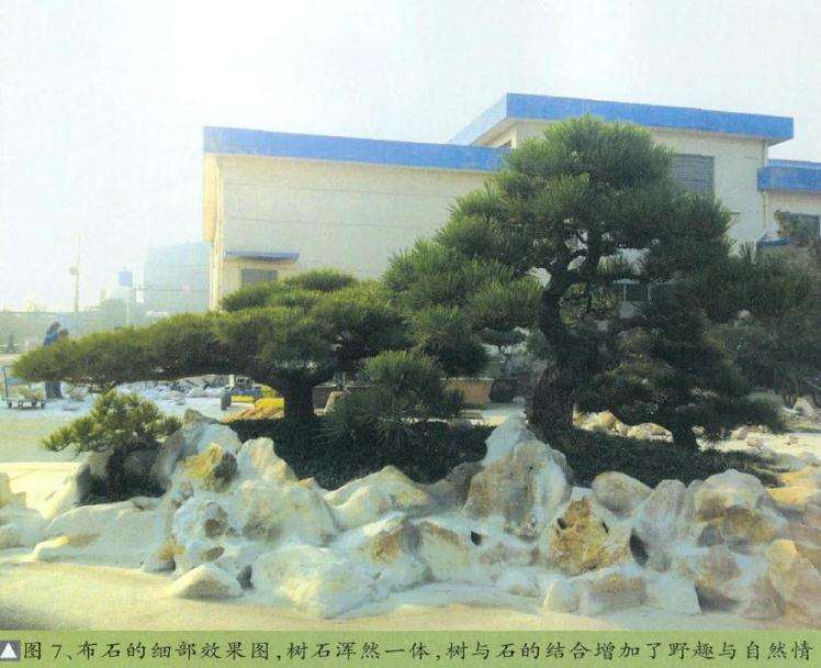 图解 超大型盆景的8个制作步骤