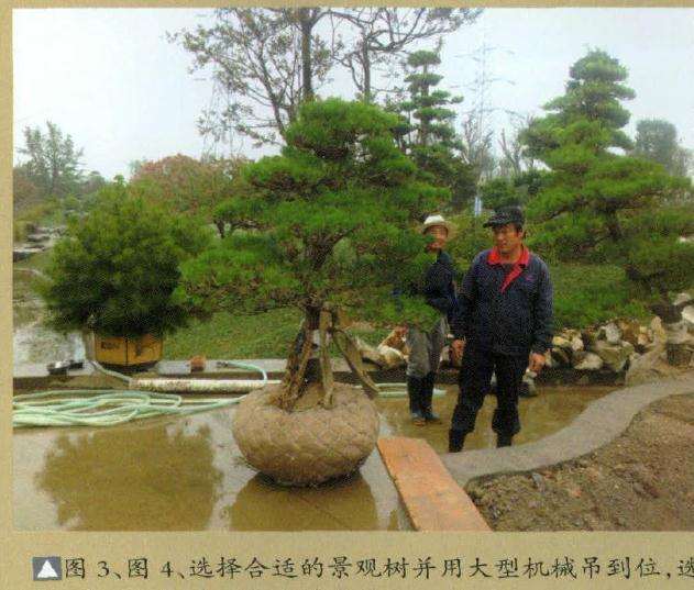 图解 超大型盆景的8个制作步骤