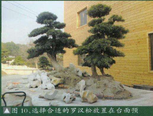 选择合适的罗汉松放置在台面预留的栽树位置