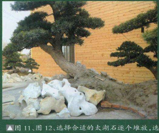 这是树石组合盆景制作者最为重要的功底