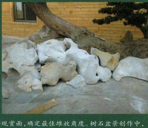 这是树石组合盆景制作者最为重要的功底