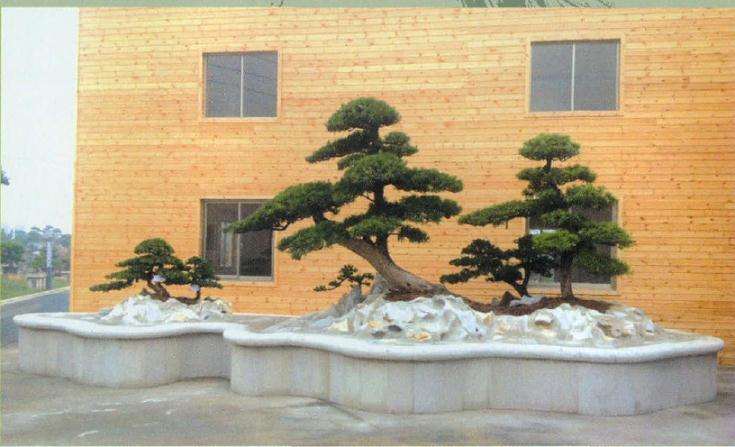 图解 大型树石组合盆景怎么制作的方法