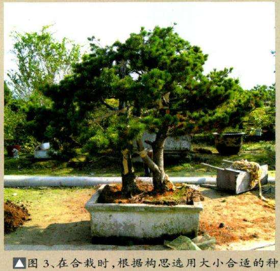 图解 分享本人多年制作五针松盆景的方法