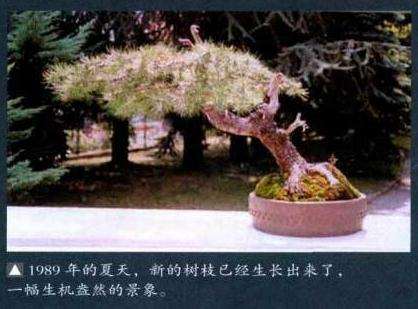 图解 西班牙怎么制作舍利干盆景的3个要点