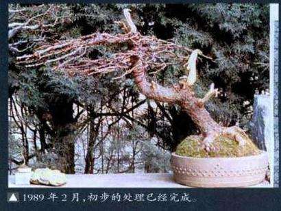 图解 西班牙怎么制作舍利干盆景的3个要点