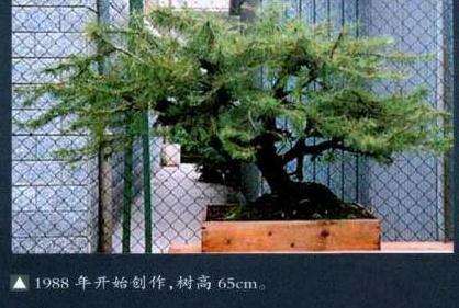 图解 西班牙怎么制作舍利干盆景的3个要点