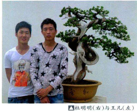 图解 柏树盆景怎么雕刻定型的方法