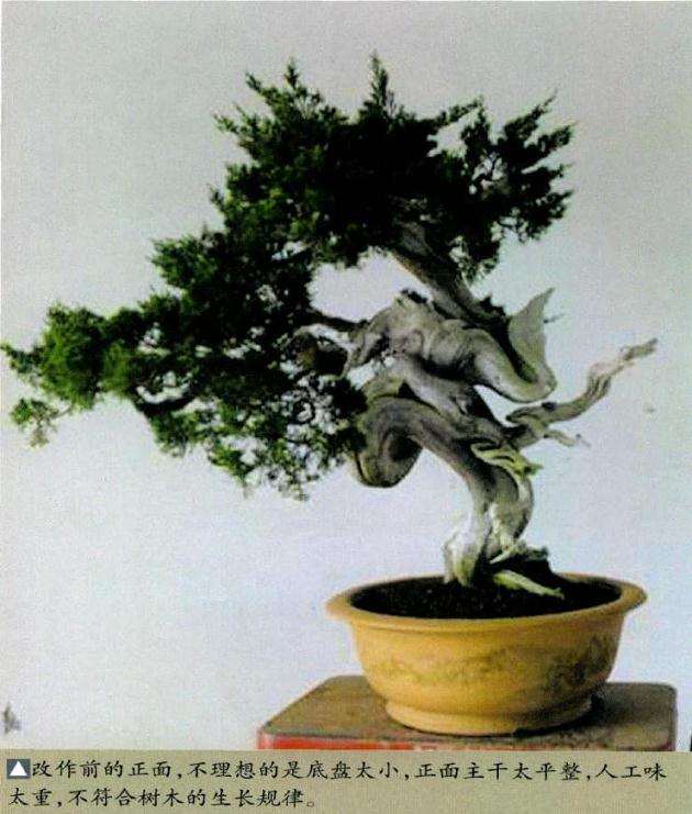 图解 柏树盆景怎么雕刻定型的方法