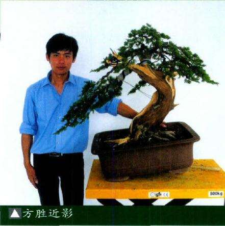 方胜和他的盆景