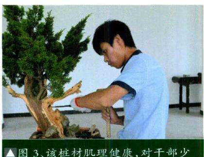 图解 如何给侧柏盆景嫁接台湾真柏的方法