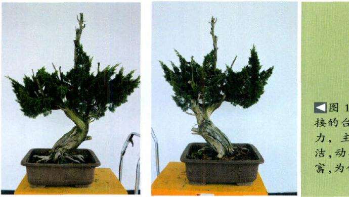 这是一颗由侧柏嫁接的台湾真柏盆景