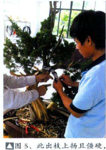 此盆景出枝上扬且僵硬