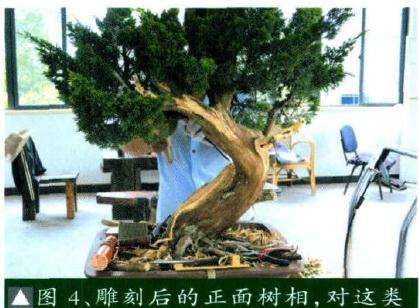 盆景雕刻后的正面树相