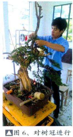 对盆景树冠进行细致的蟠扎