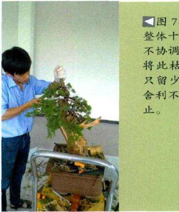 盆景此枯枝太长