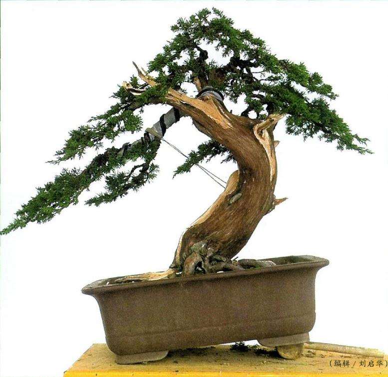 初步完成制作后的盆景树相