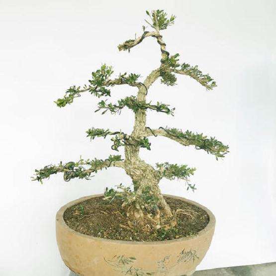 黄杨盆景怎么病虫害防治的方法