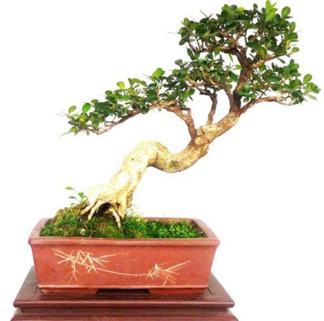 黄杨盆景怎么上盆用土的3个方法