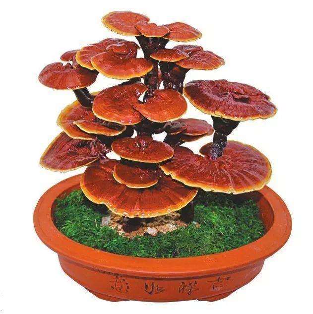 灵芝盆景怎么配盆制作的6个步骤