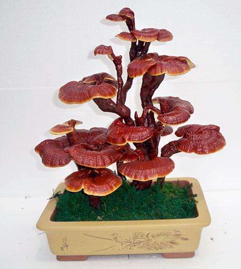 灵芝双层菌盖盆景怎么造型的3个方法