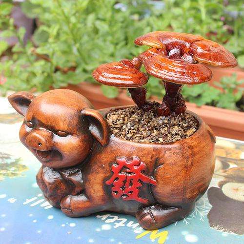 怎么依据灵芝盆景的生物学特性造型