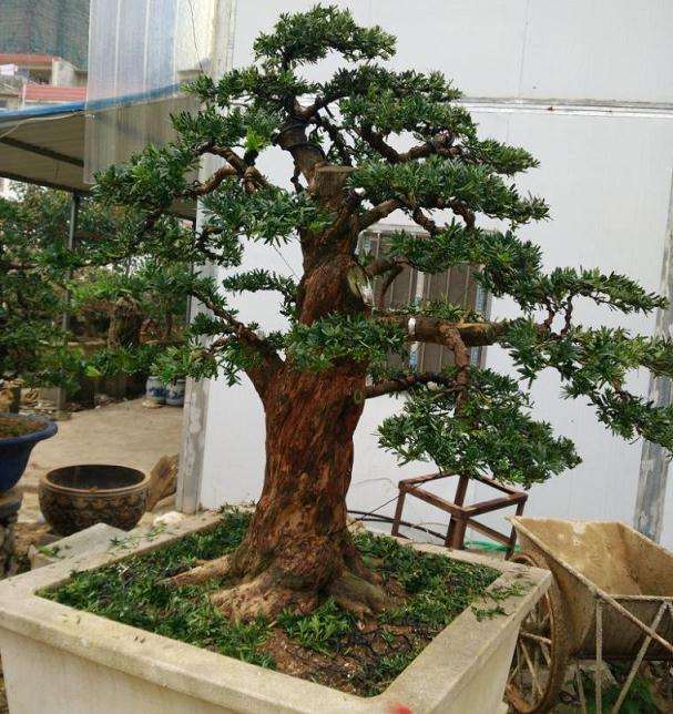 罗汉松盆景怎么蟠扎造型